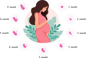Pregnancy Stages 9 Months Journey