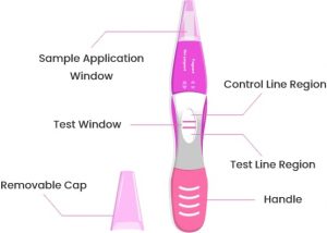 What is the Clear Blue Pregnancy Test