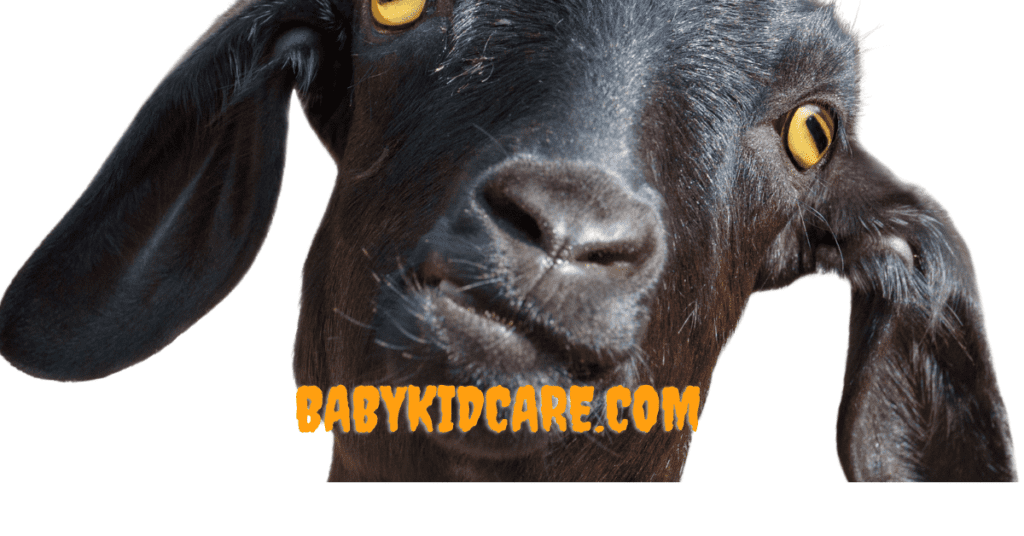 Holle Goat Milk Formula Information.