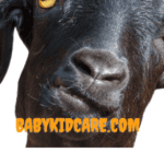 Holle Goat Milk Formula Information.